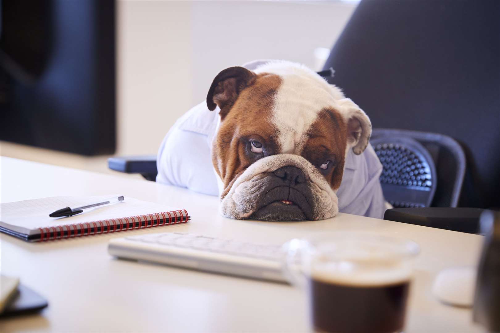 Pet owners are demanding they can work from home in order to care for the lockdown additions to their family