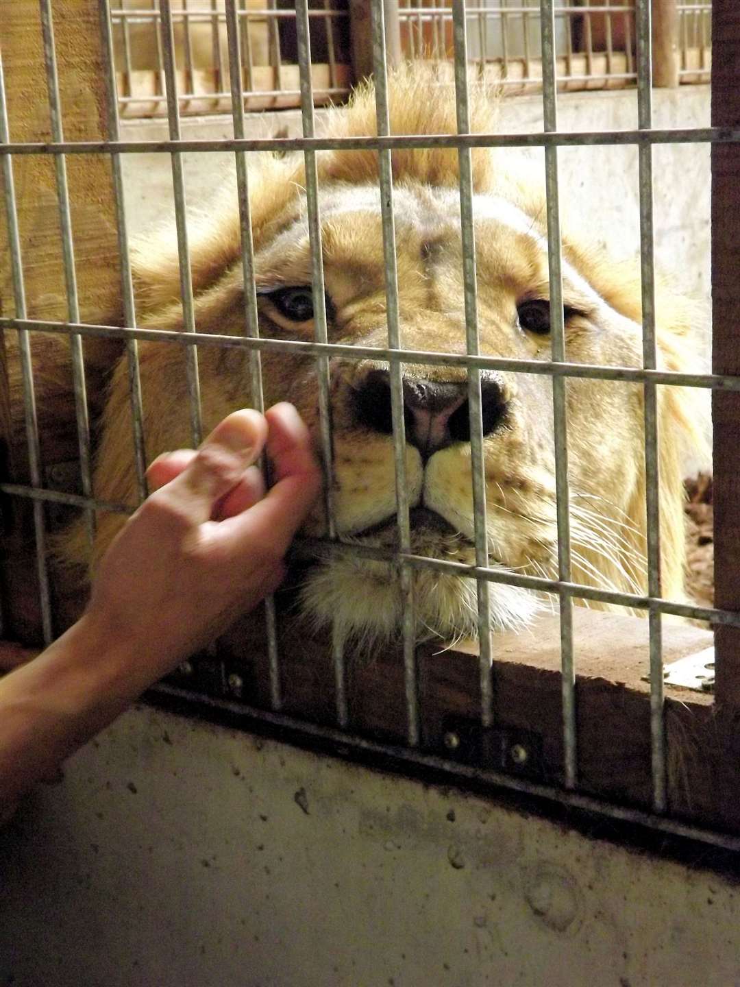 Brutus relaxing with keepers in France before his journey to Kent in 2012. Picture: Tony Binskin