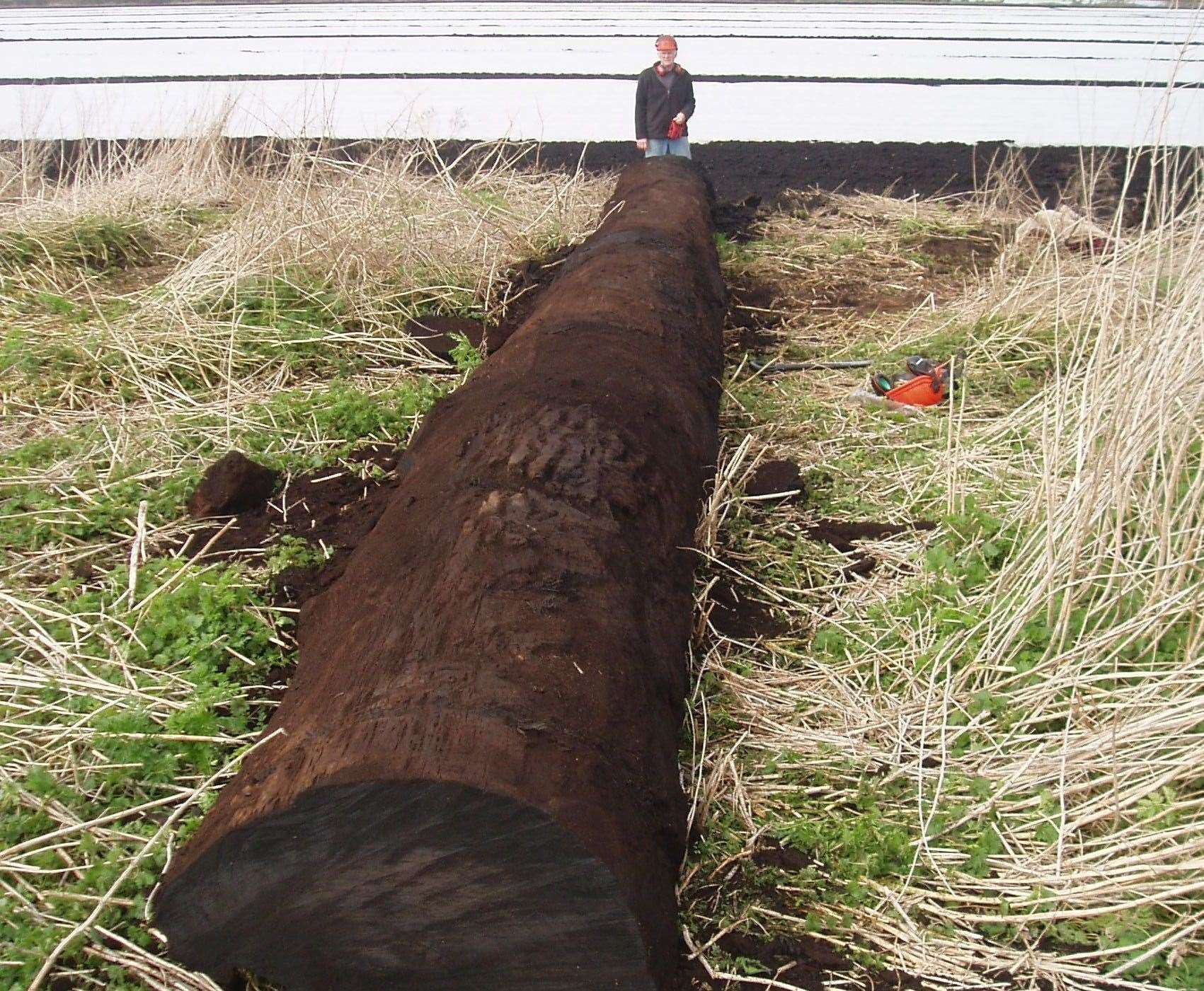 Discovery of the ancient black oak in March 2012