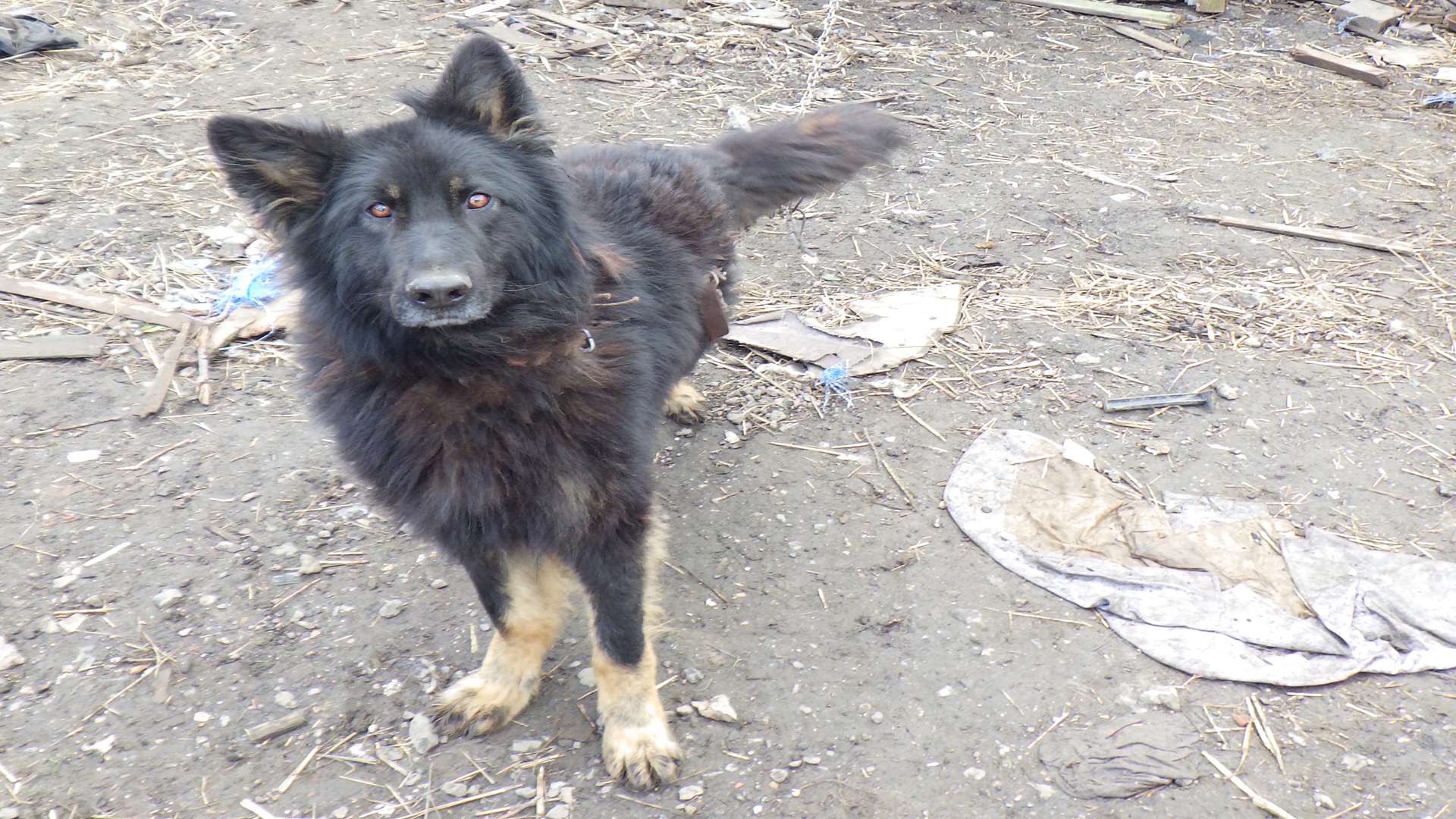 Shadow was chained in the garden