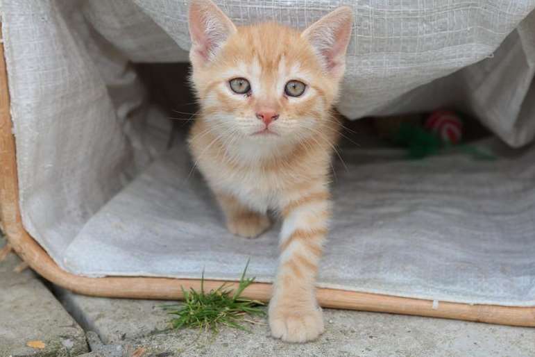 A kitten explores their new world