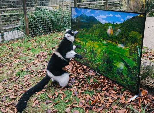 A lemur enjoying the sight of the Madagascan rainforest