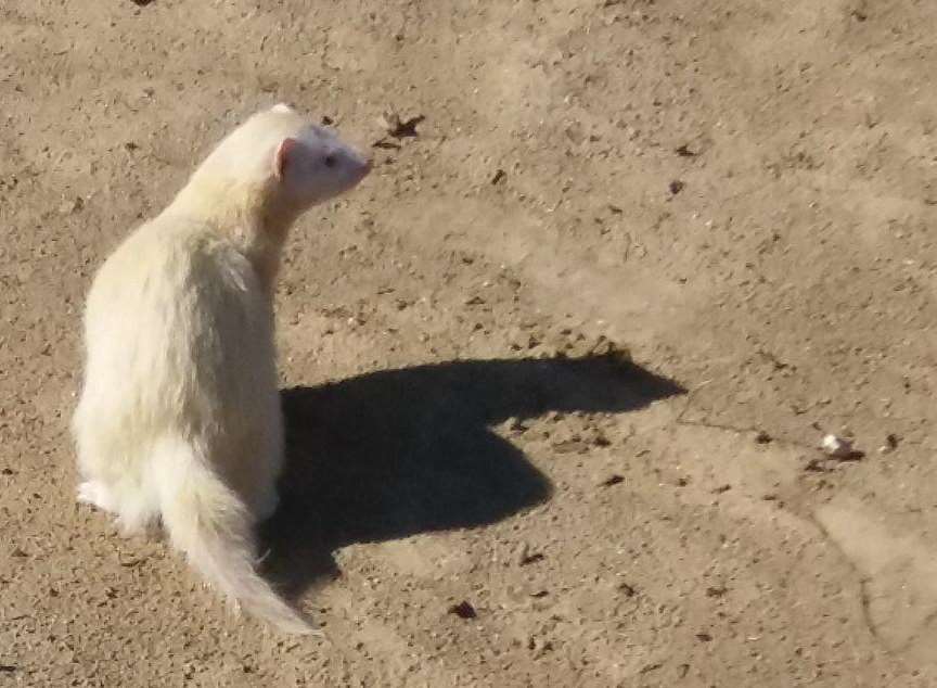 Two male ferrets were taken