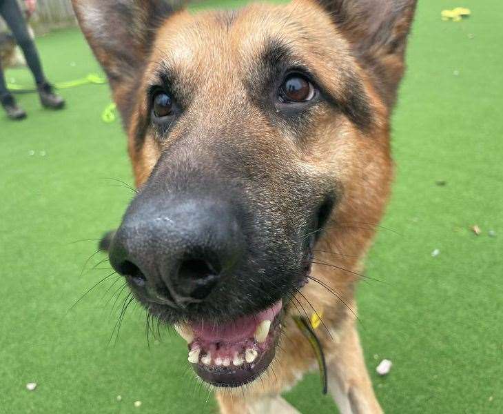 German shepherd Kane. Pic: Dogs Trust