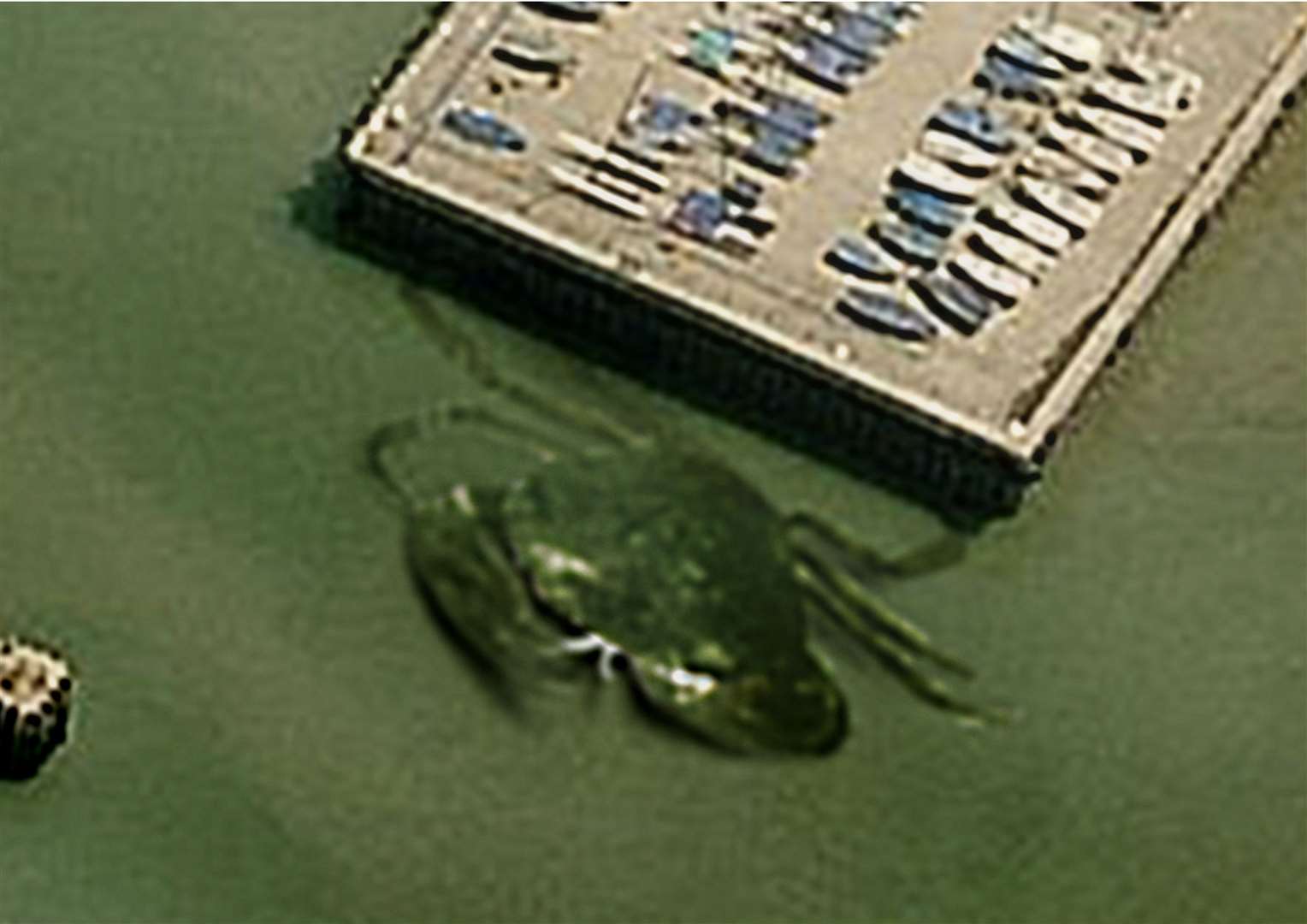 The man behind the world famous 50ft Crabzilla spotted lurking beneath the waters previously described the furore caused by the colossal crustacean as “a bit of fun”. Picture: Quinton Winter/Weird Whitstable