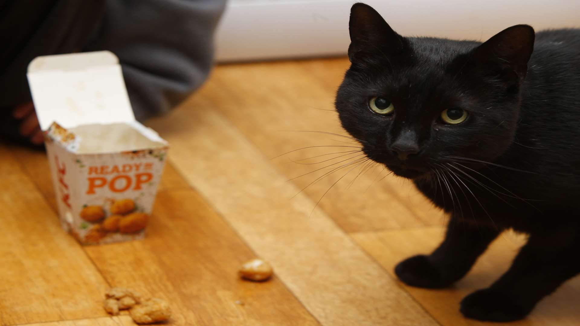 Jack the KFC Cat