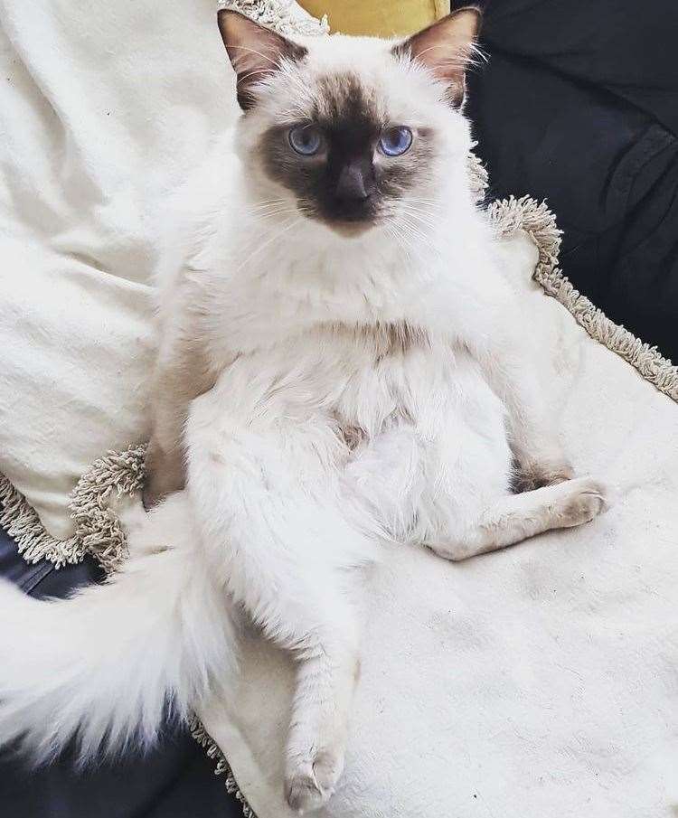 Putin the ragdoll cat, who has been with the couple throughout their ordeal Picture: @TarantulaDan on Instagram