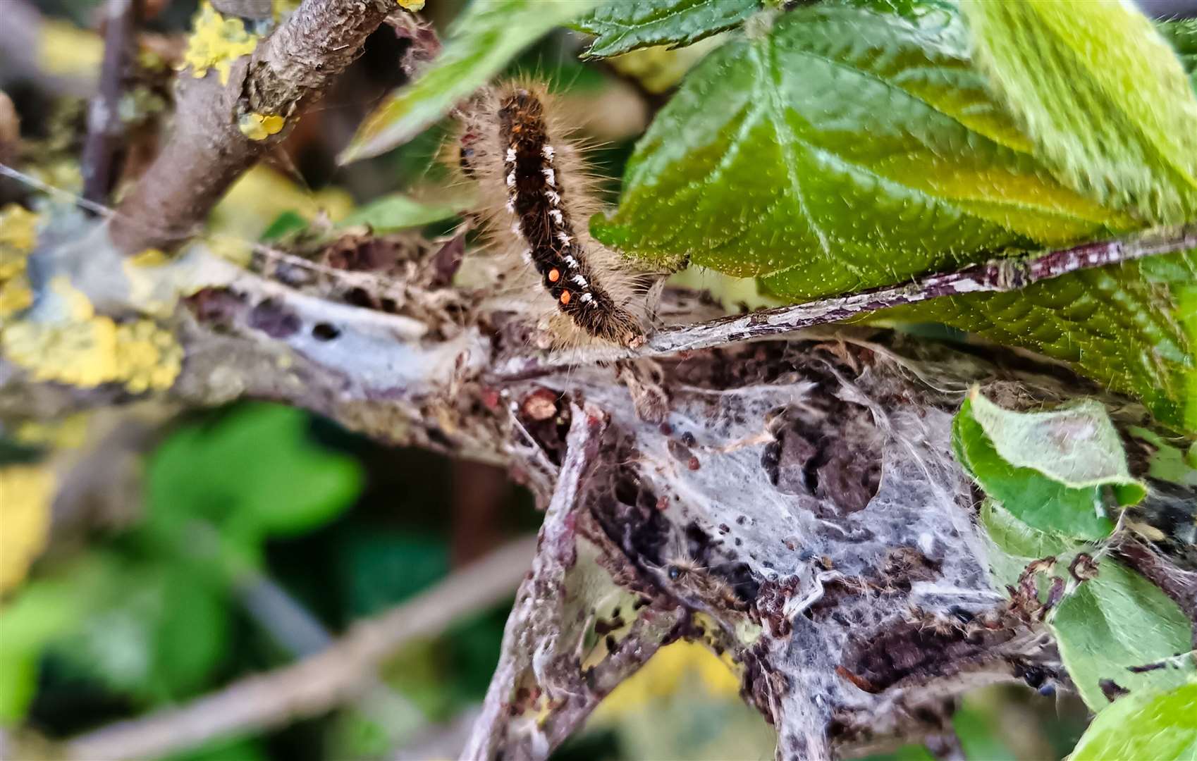 The caterpillars have been found at The Ridings in Margate. Picture: Nik Mitchell