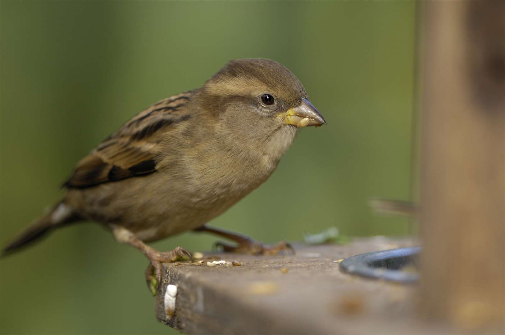 House sparrows seem to be making a partial comeback, the results show (Ray Kennedy/RSPB/PA)