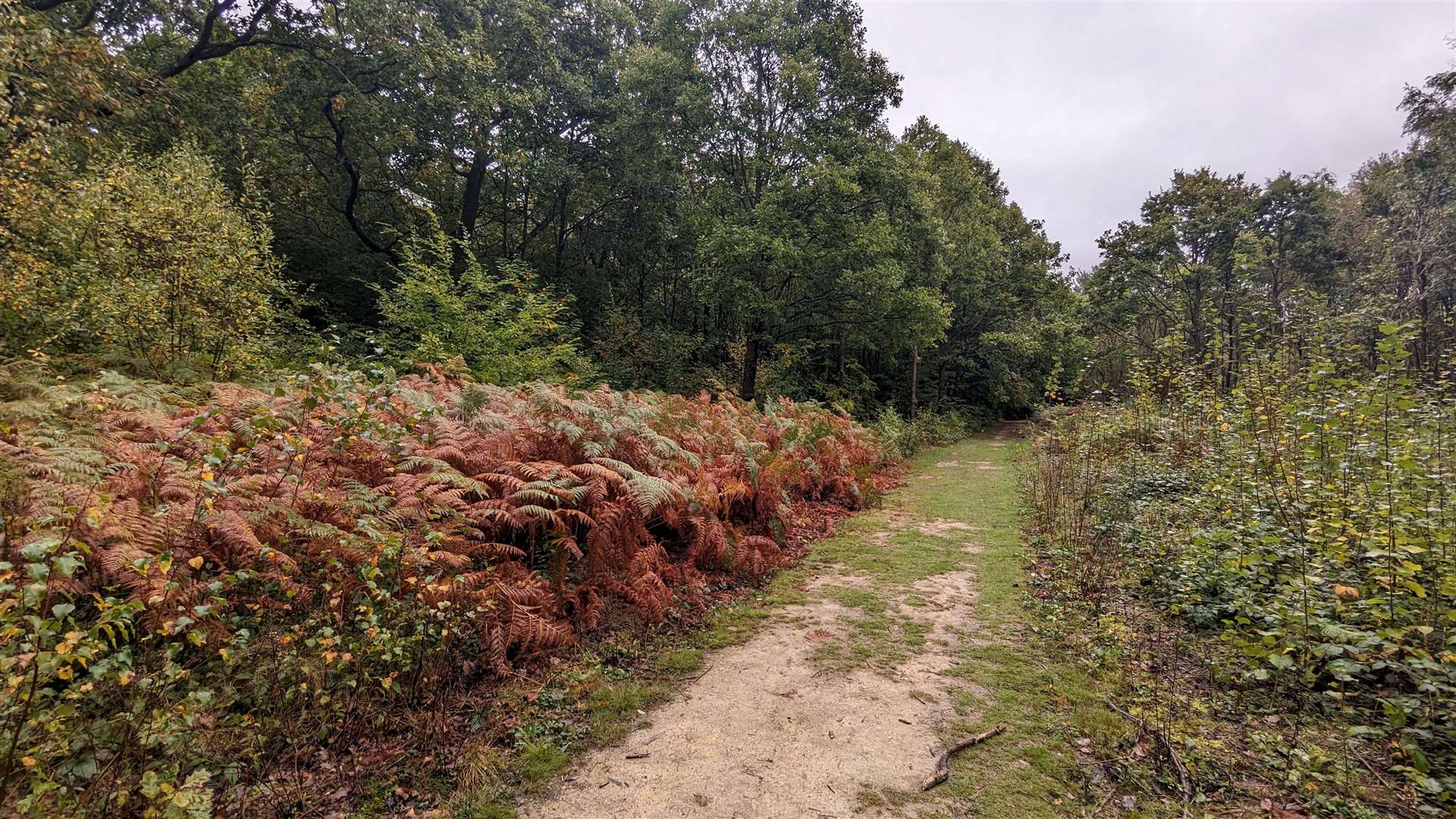 One of the many well-kept paths through Dering Wood