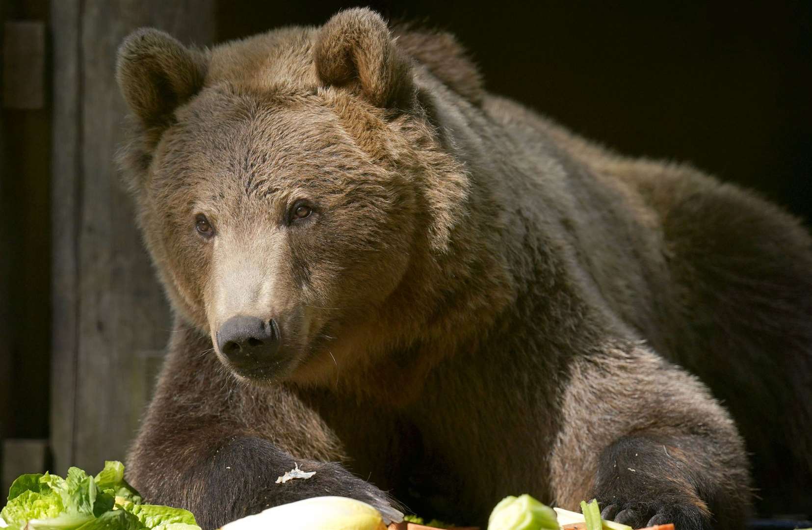 Boki's previous home was at Port Lympne Safari Park. Picture: Gareth Fuller/PA