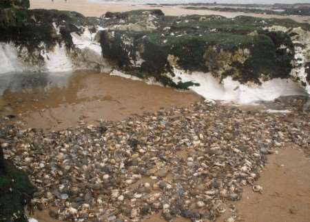 Thousands of dead crabs littered the shore