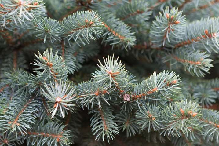 How will you recycle your tree this year? Picture: Getty Images