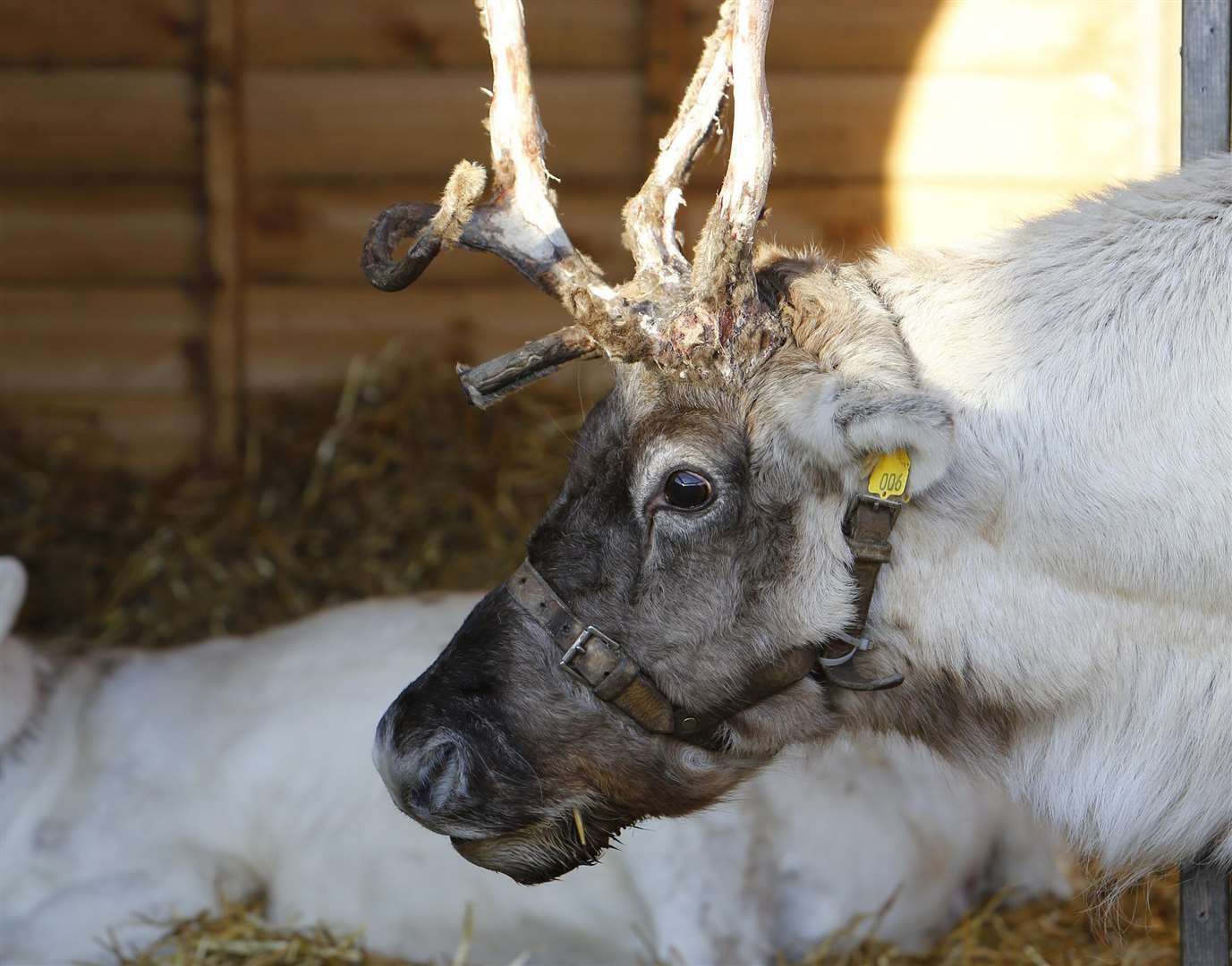 Reindeer have been used at Leeds Castle's Christmas Market in the past