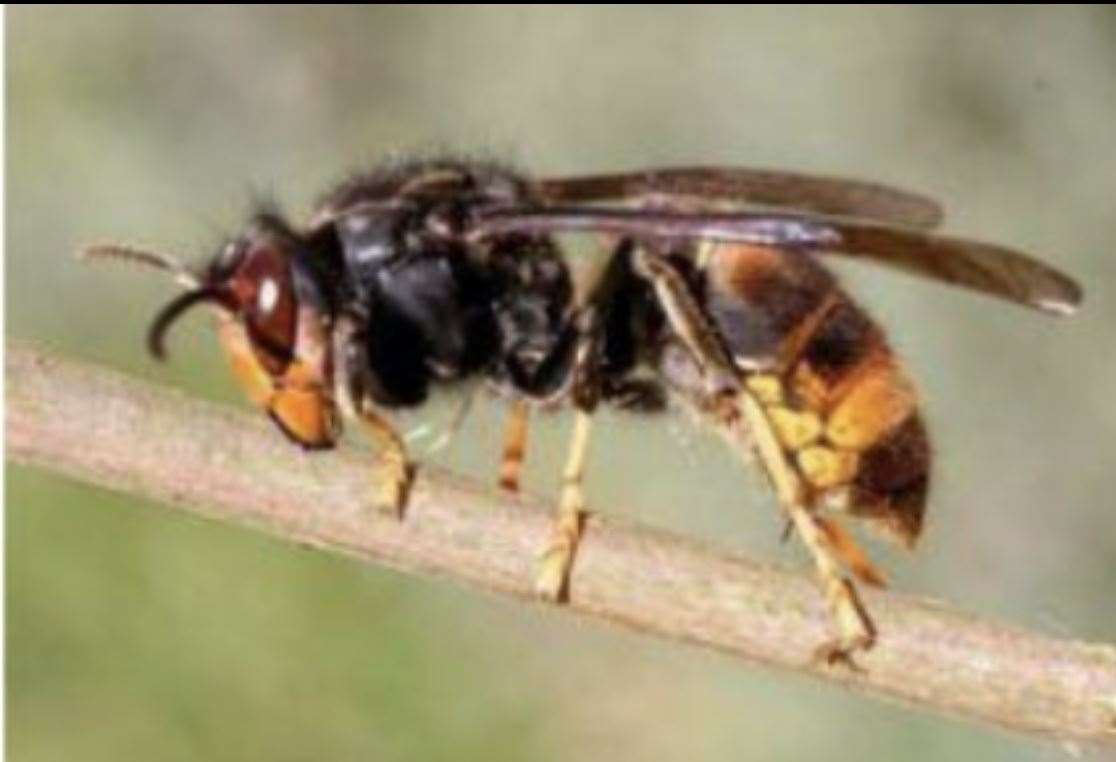 The last sighting of an Asian hornet in Kent was 2019. Picture: British Bee Keepers Association