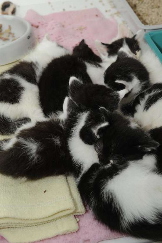 Some of the dumped kittens were just weeks old