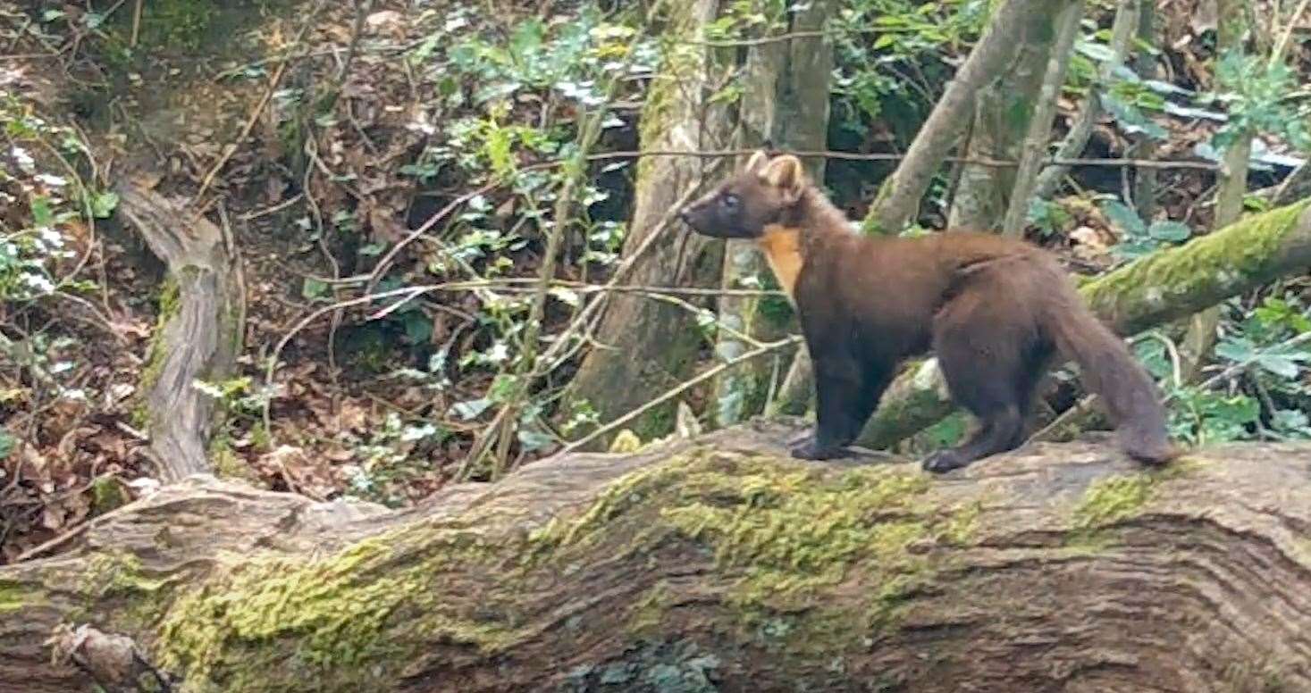 Pine martins could be introduced into Covert Wood