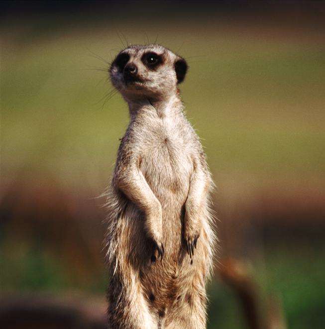 Pensioner Cliff Boulton thinks a tree stump resembles a meerkat