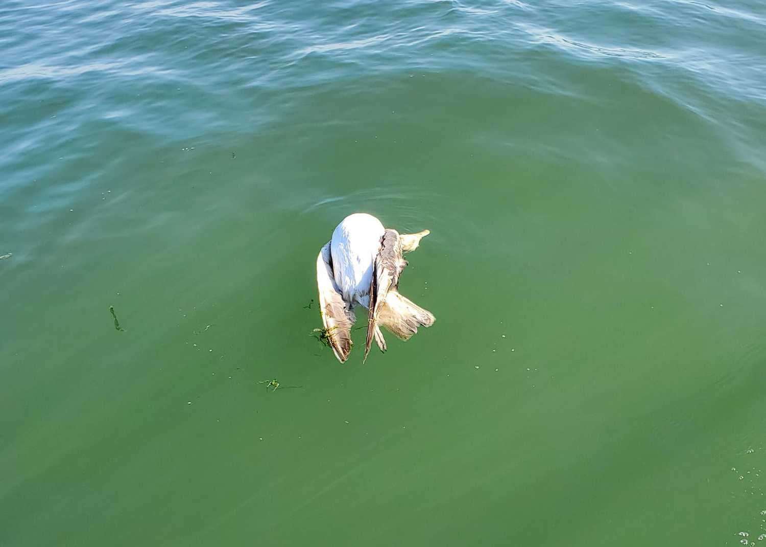 Myles Barling saw three dead seagulls this morning in the sea off Herne Bay