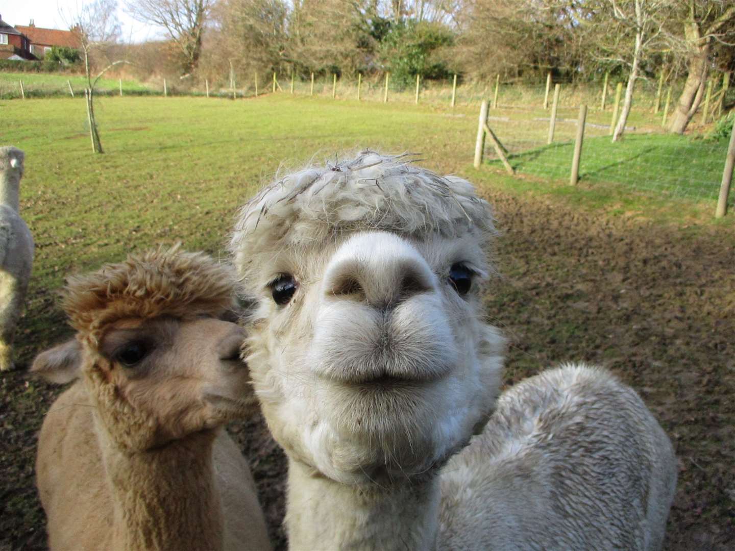 Humphrey is always in line for a carrot and all of them will do anything for a pear or a runner bean