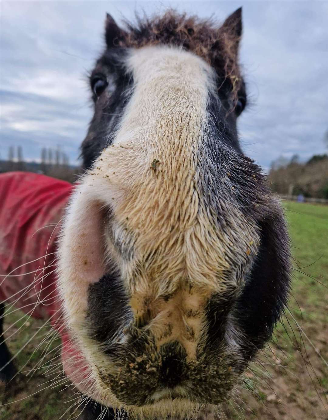 Sarah Cook, from Faversham, says her horse Benson is 32