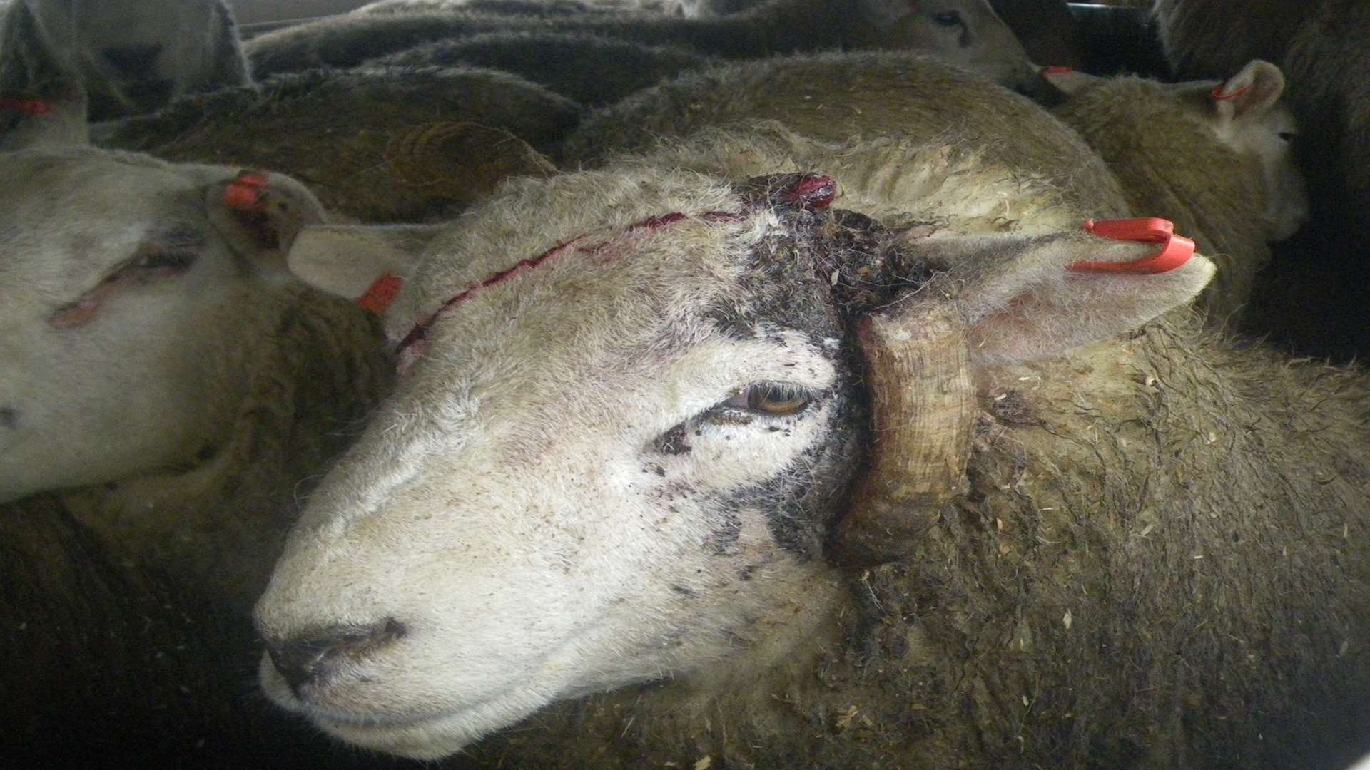 Sheep ready for export via the port of Dover