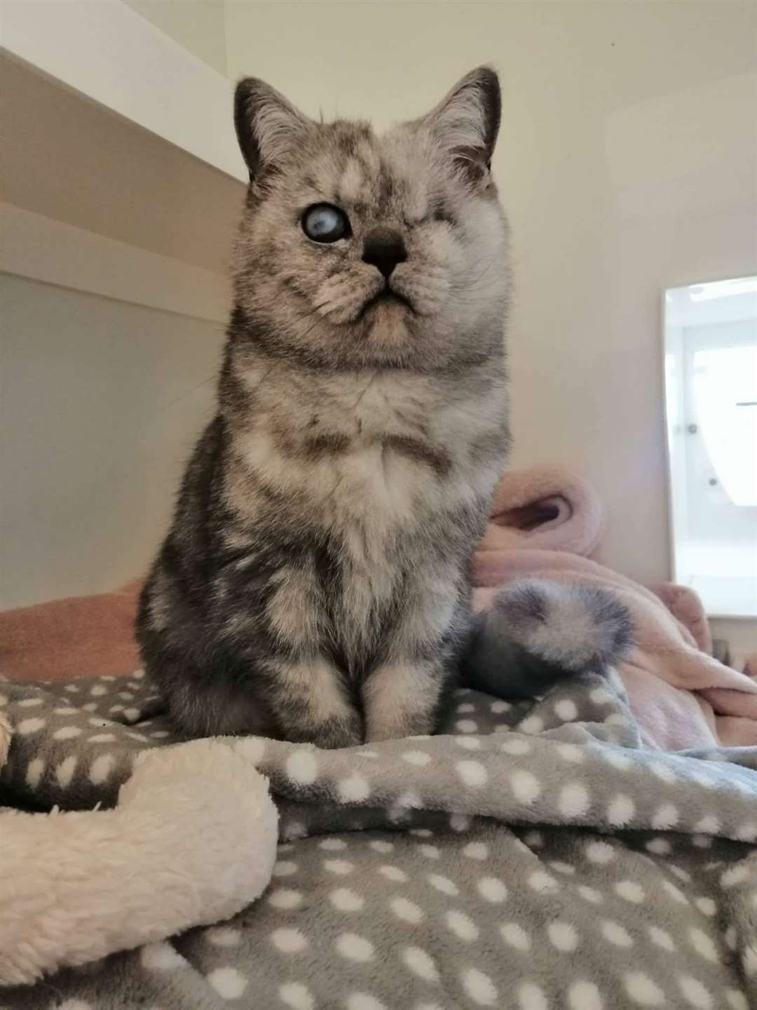 Feline Bella has been left with a striking look by her medical procedures. Picture: RSPCA Canterbury and District Animal Centre