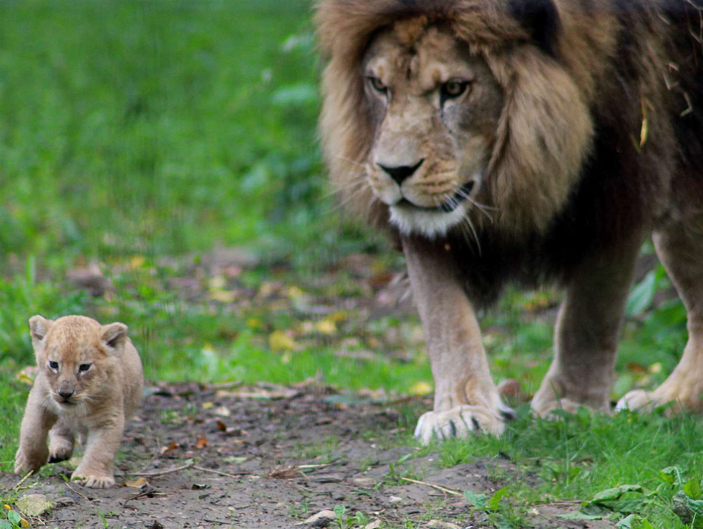 The new cubs are the first to be born at the park in 10 years