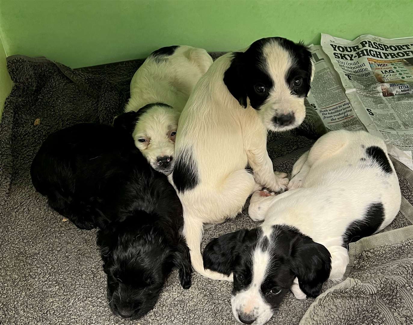 The puppies are being treated for fleas and other diseases. Picture: Medivet