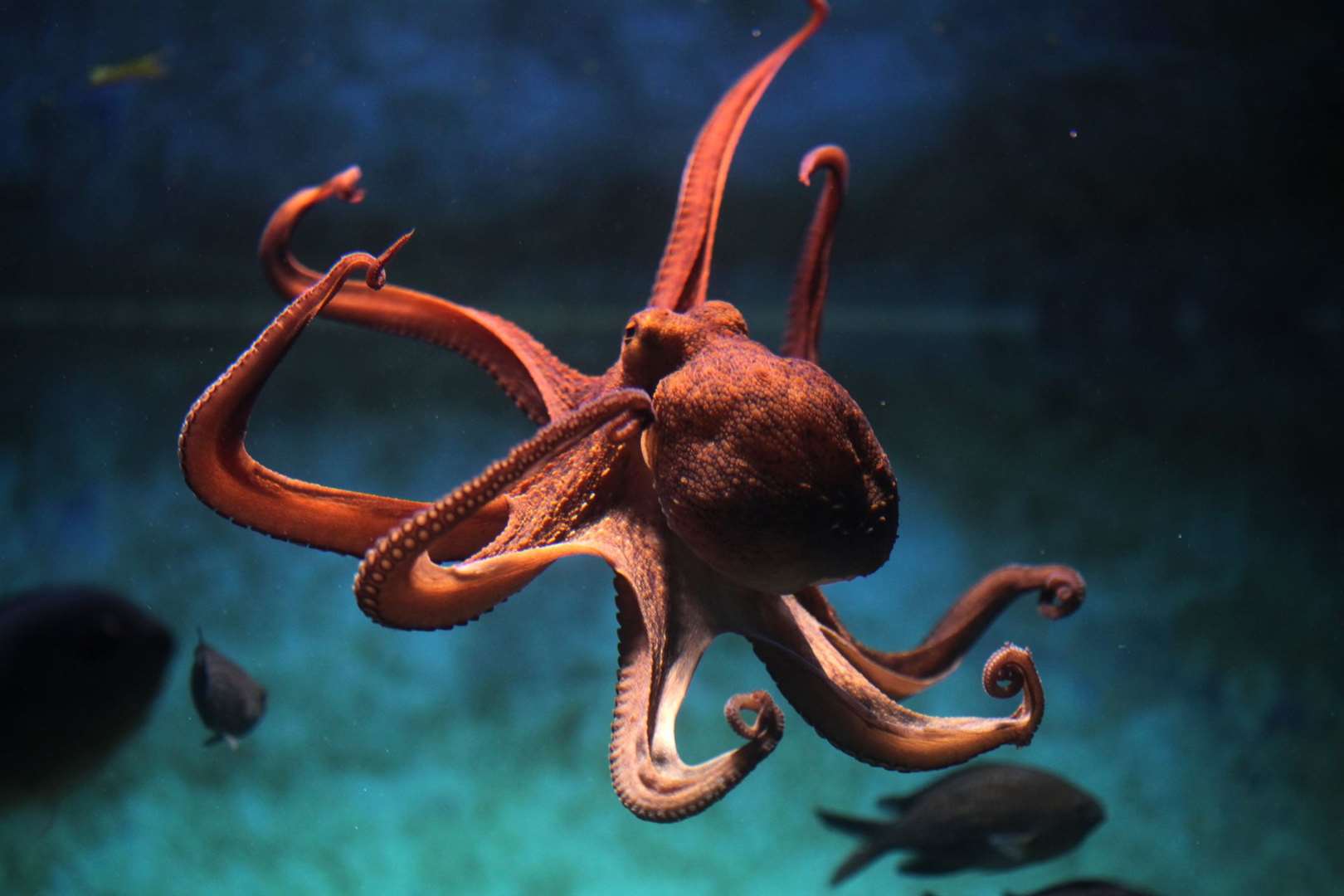 Will the octopus one day take over the planet? Picture: iStock