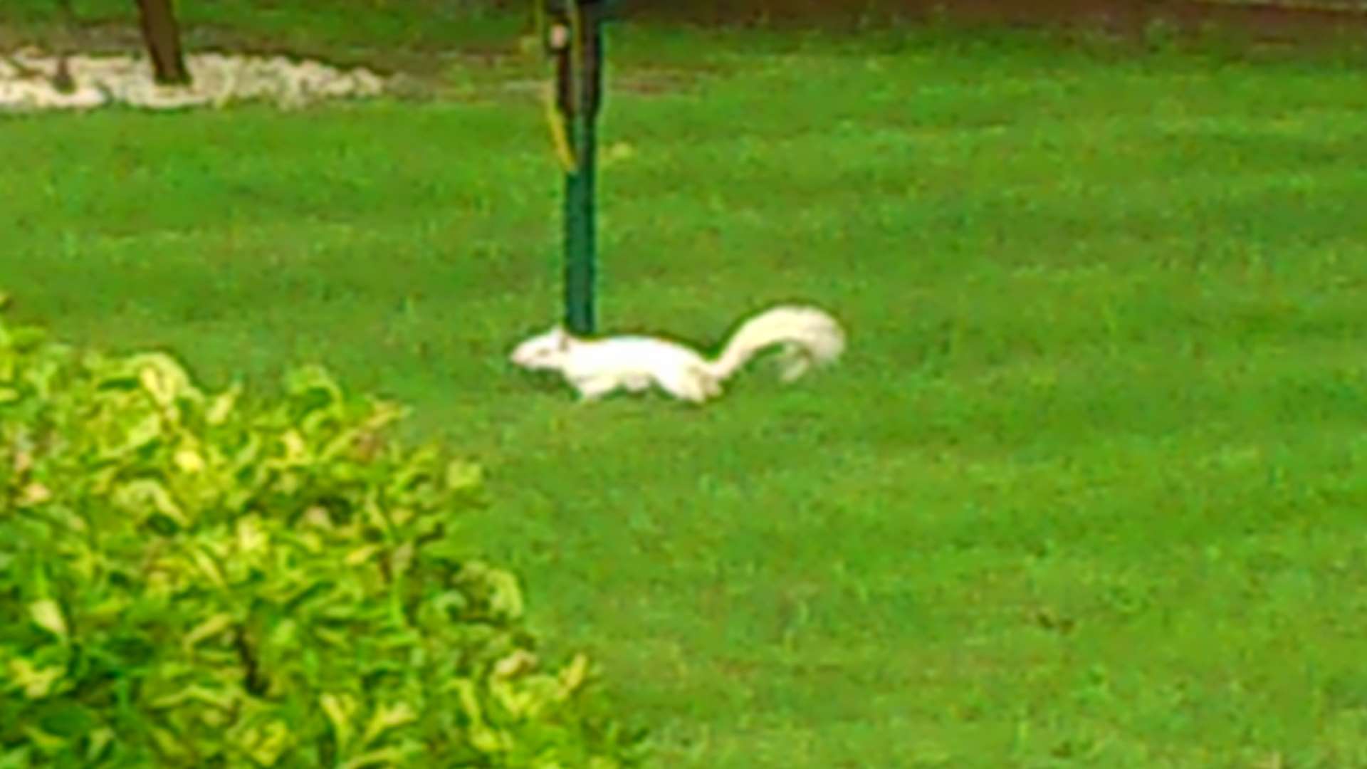 Steffi Toulson has seen a squirrel about 10 times in her Hartley garden