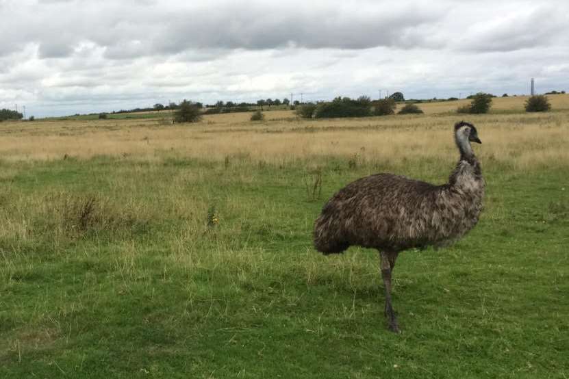 The bird, believed to be Jimmy, strutting through a field near Iwade