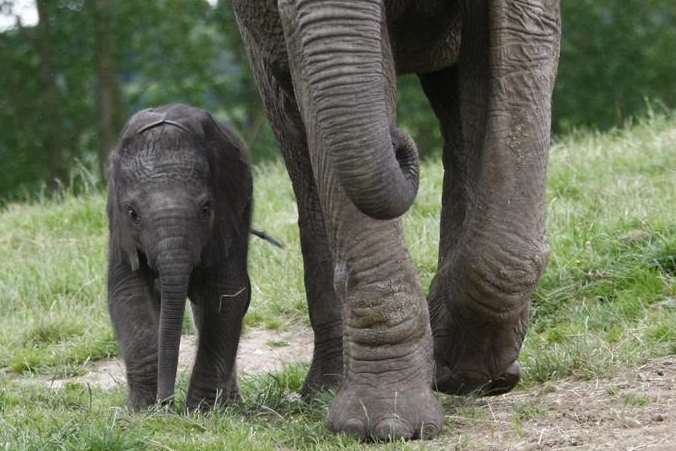 Mirembe was born at Howletts earlier this month