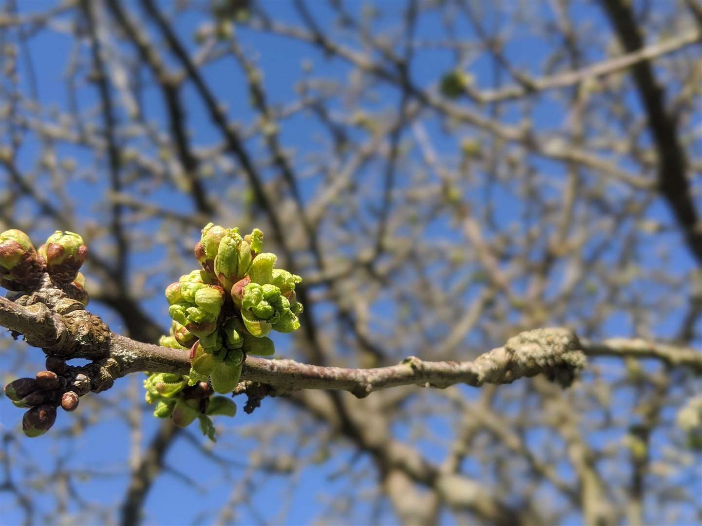 The gardens at Penshurst Place will soon be bursting into bud