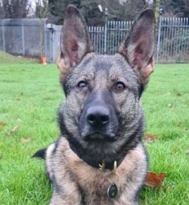 Police dog Coty helped arrest a suspect after a woman was robbed on Christmas Day in Rochester High Street. Picture: Kent Police