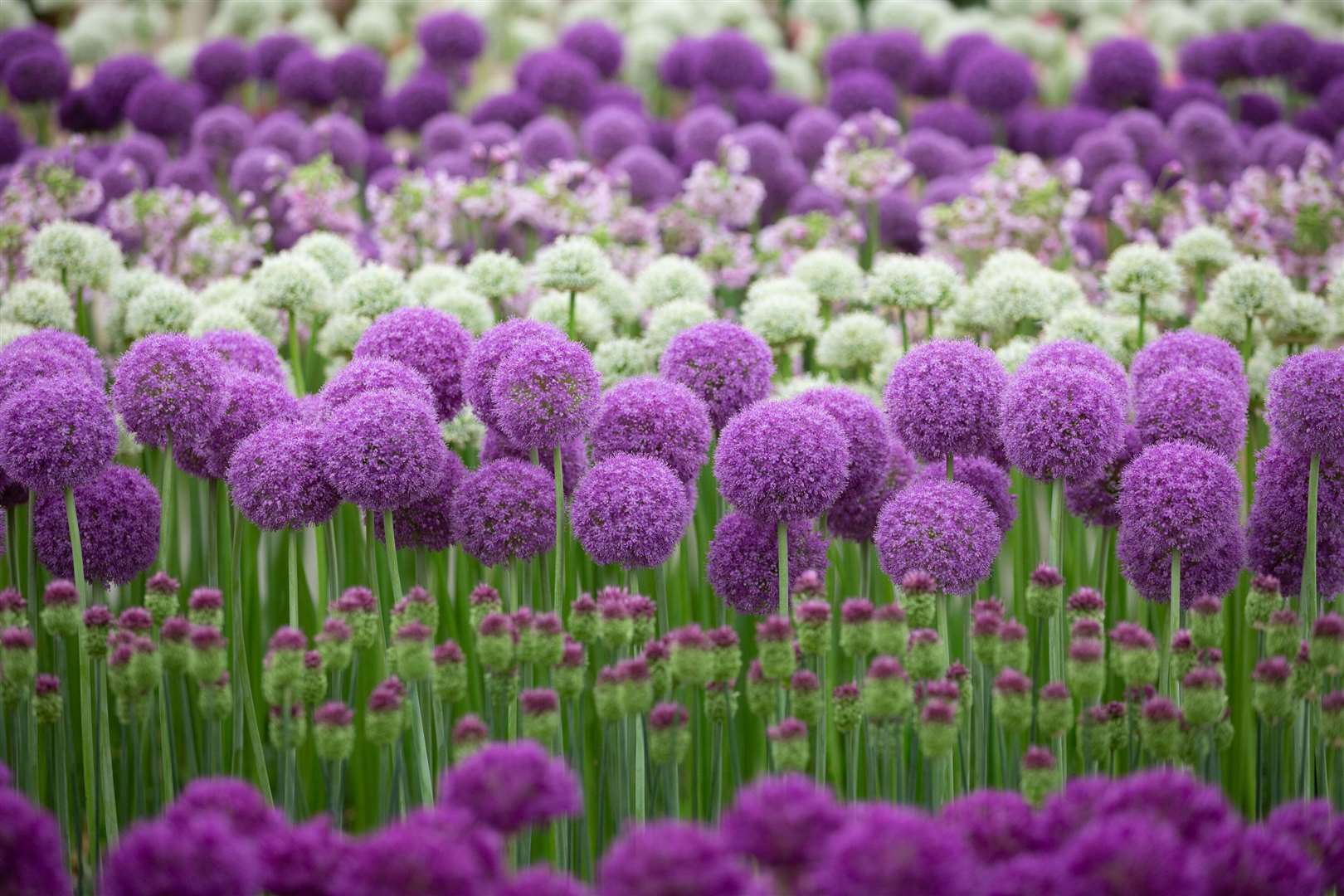 A display of alliums seen at the WS Warmenhoven stand at a previous RHS Chelsea Flower Show (Suzanne Plunkett/RHS/PA)