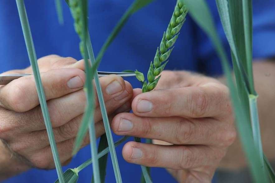 Some farmers in the UK say the deal does not adequately protect the country. Stock picture