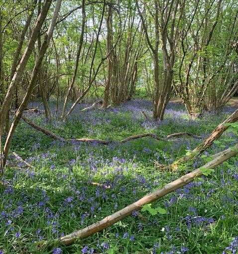 The Tregothnan Estate has submitted a new planning application for part of the extensive area of woodland it owns to the south east of Kings Hill