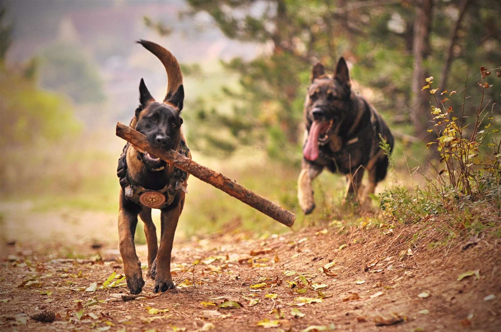 Before leaving on your trip, make sure you have packed all the essentials for your furry friend. Picture: Pexels