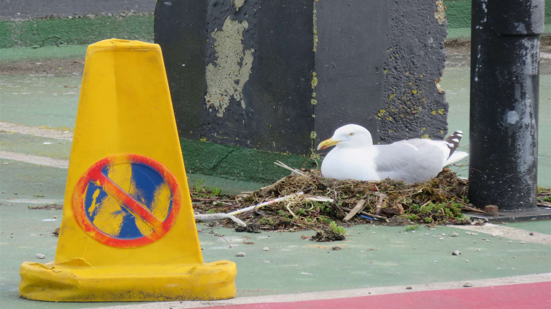 The mother sitting on the nest on the top of the Edinburgh Road car park. Pic by Andy Clark