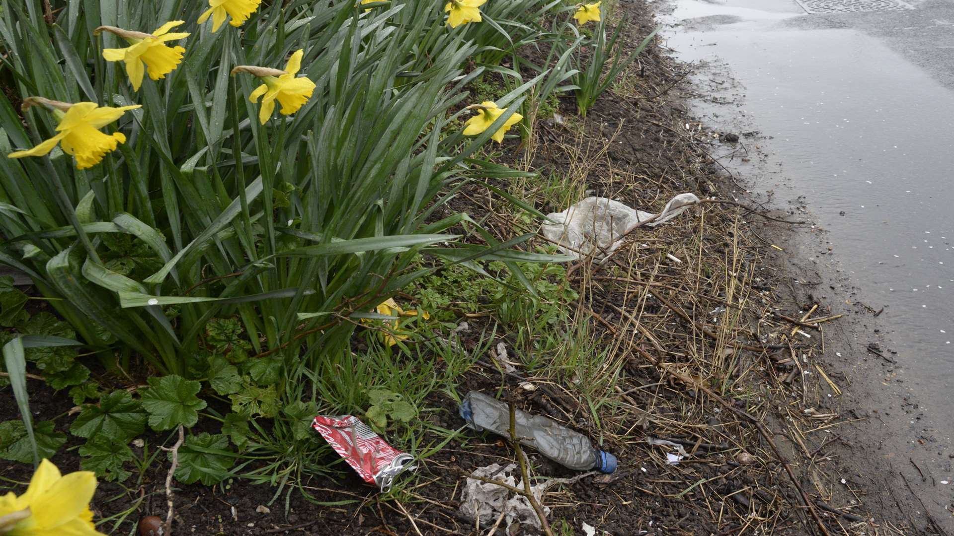 Litter among spring flowers at Graveney