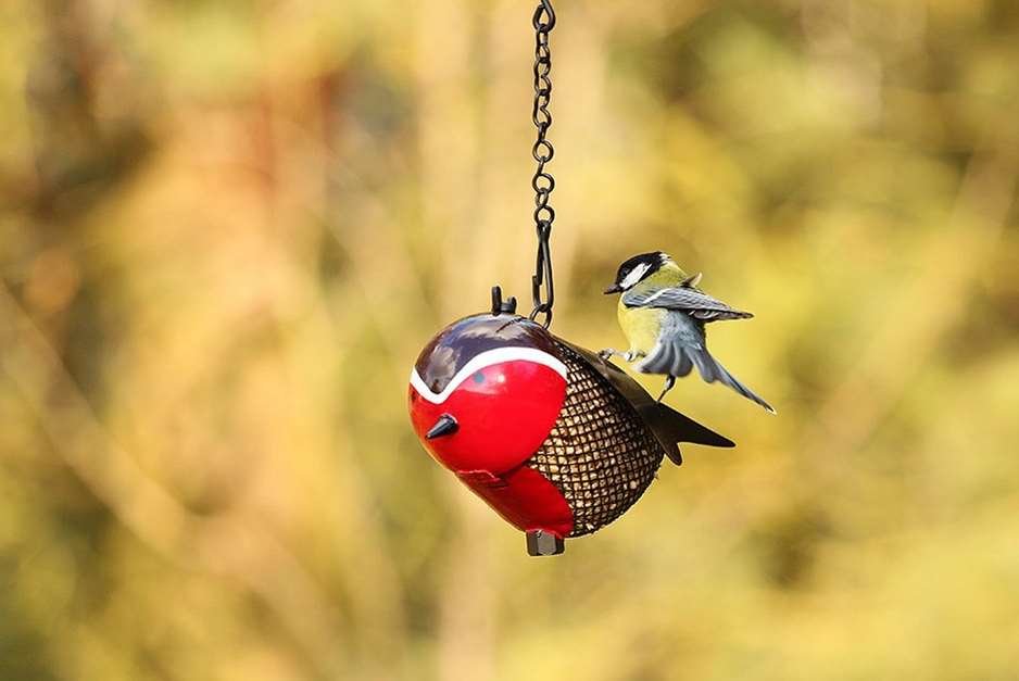 Activities at Hever are inspired by the Big Garden Birdwatch