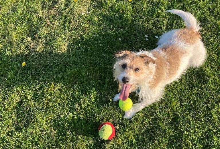 Nine-year-old Buddy visits Jackson's Field every day. Picture: Shauneen Fowler