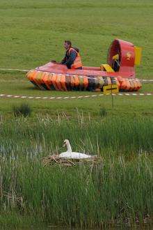 Swan in Sandwich