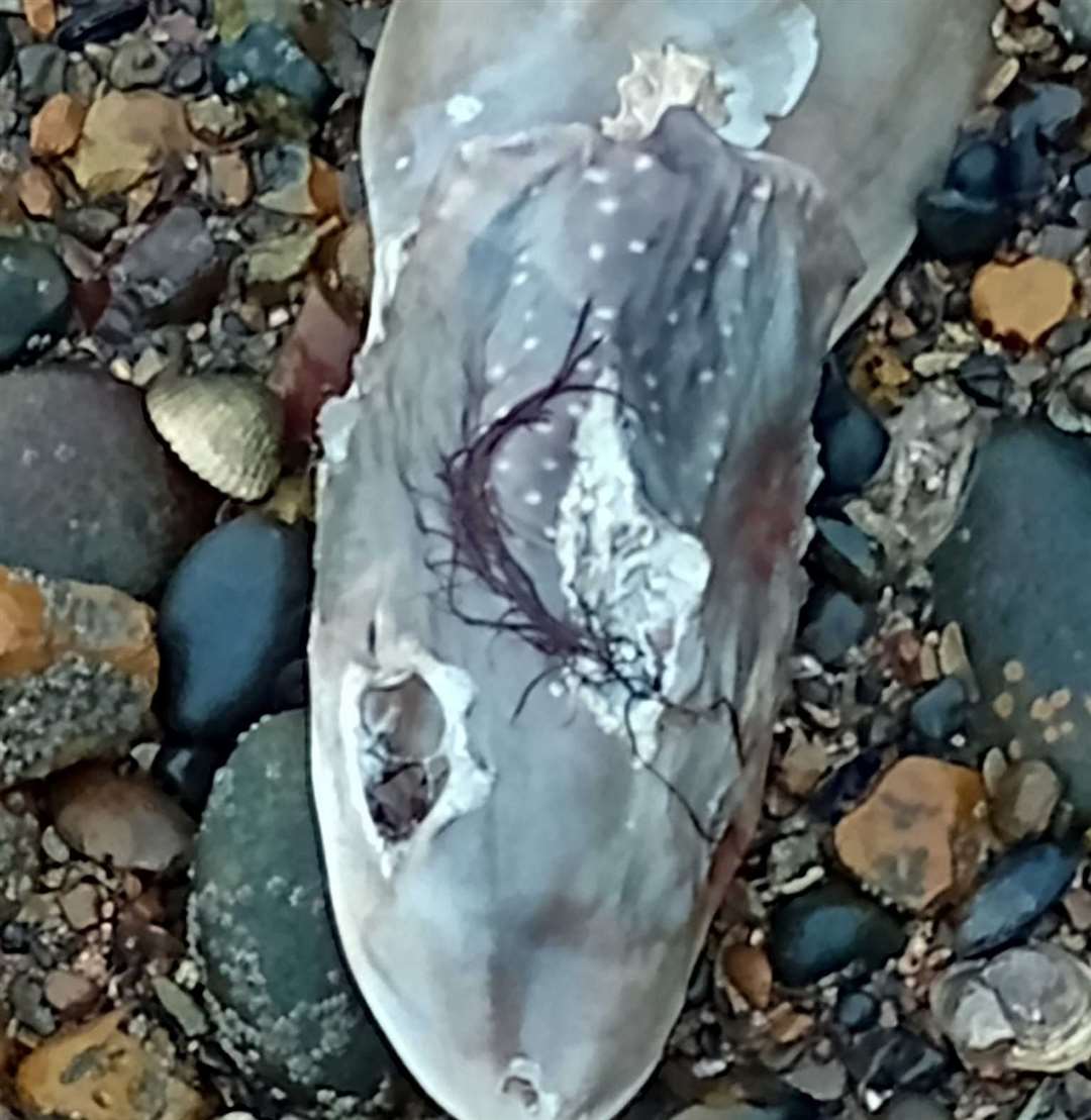 An array of different species were found on the shore at Hampton