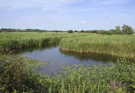 Stodmarsh Nature Reserve near Canterbury