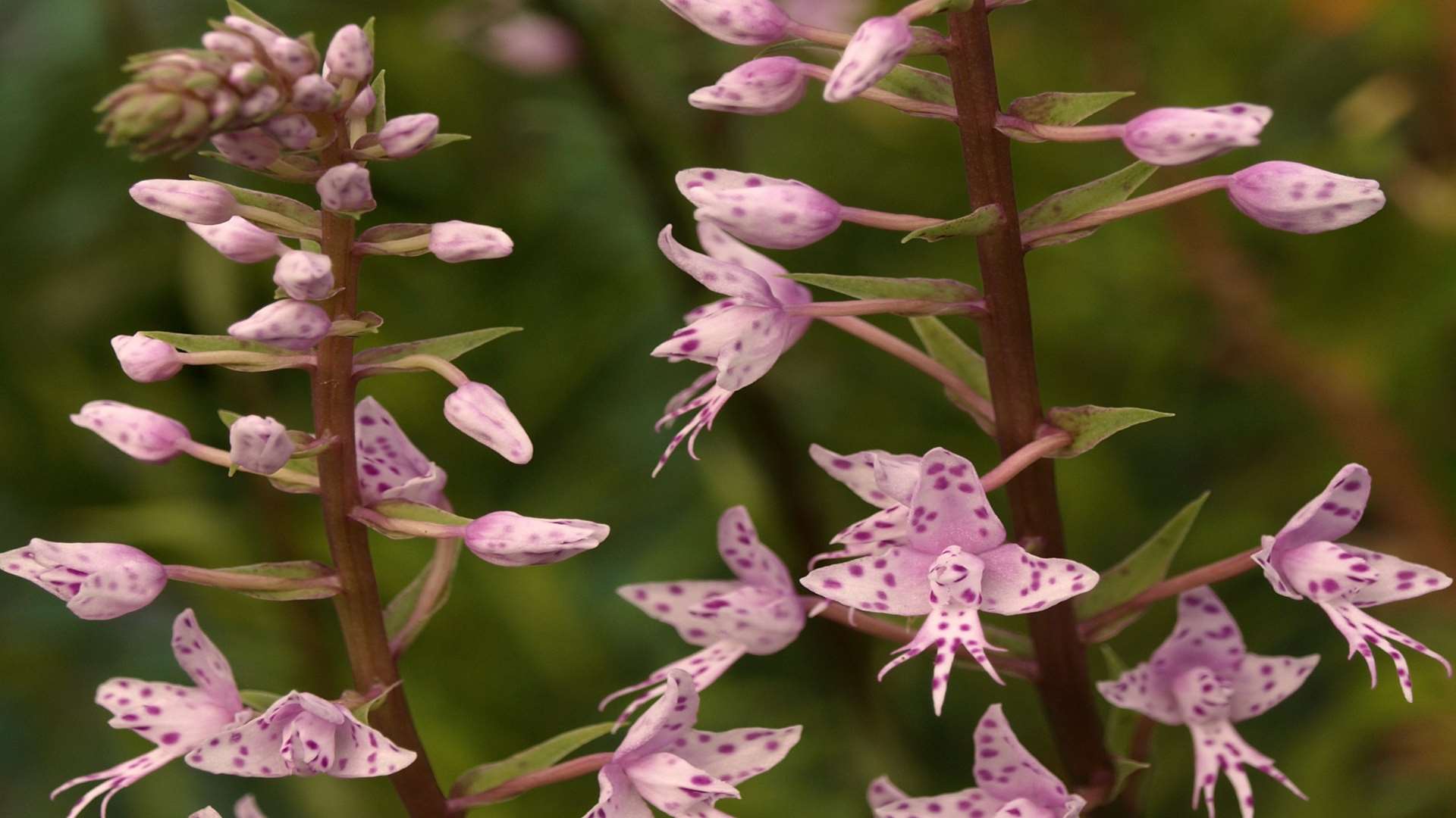 The orchids at Lullingstone Castle