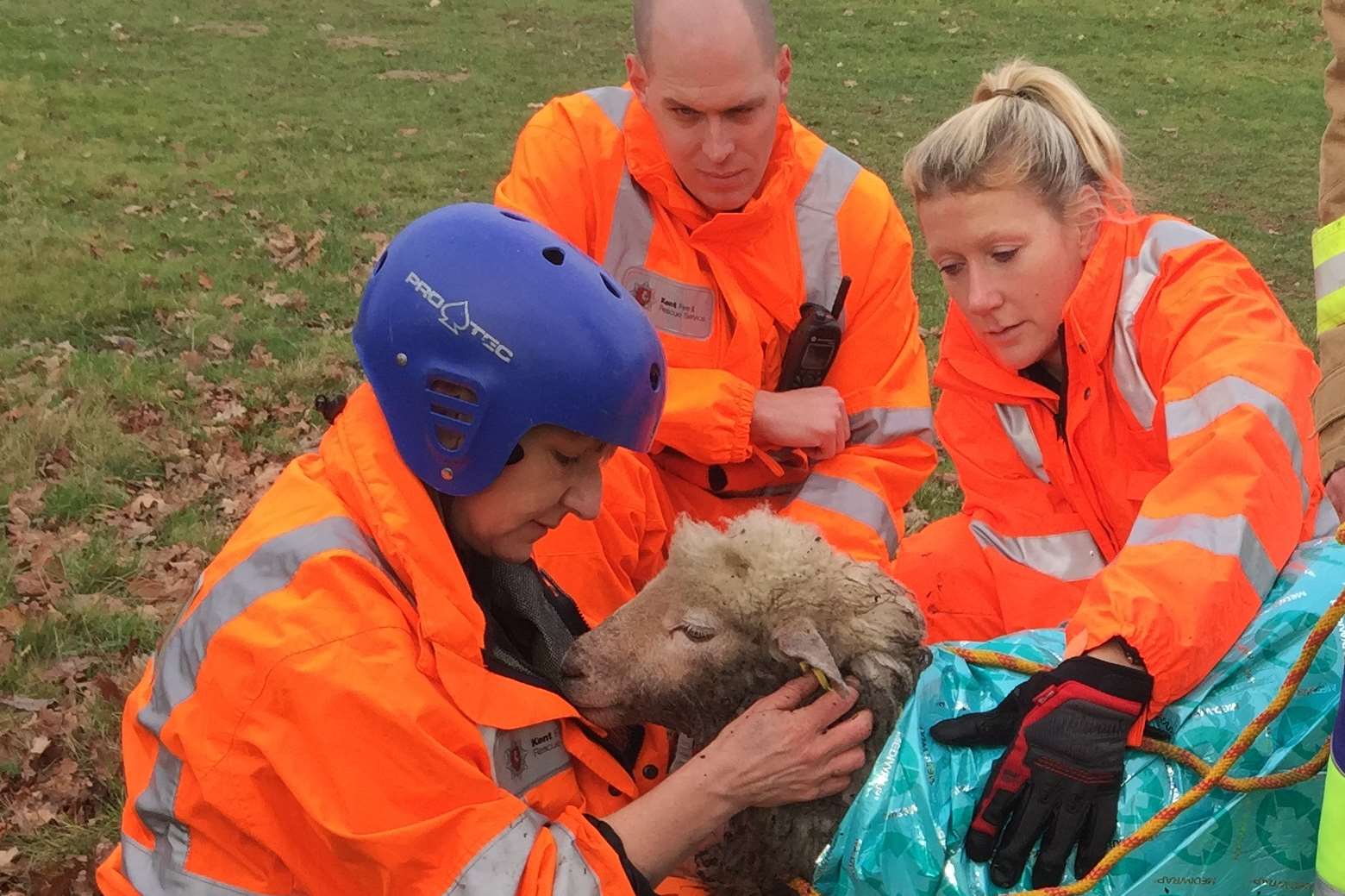 The rescued sheep being warmed up