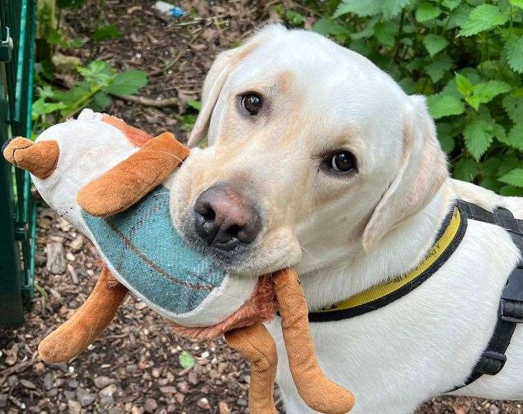 Labrador retriever cross Wilson. Pic: Dogs Trust