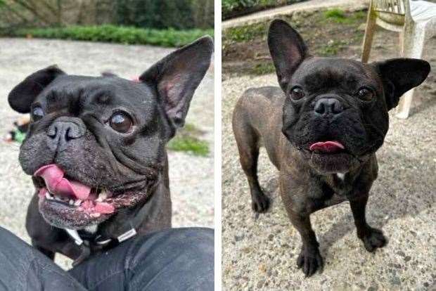 Pinky and Perky the French Bulldogs. Picture: Last Chance Animal Rescue